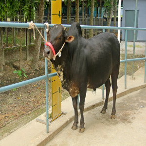 Male - Bull (ষাঁড়)